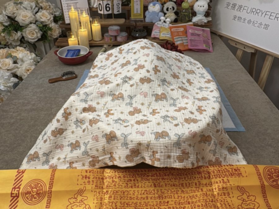 双手轻托猫咪 paws 的温暖瞬间